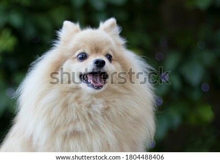 Portrait of surprised, scared Pomeranian Spitz dog with open mouth