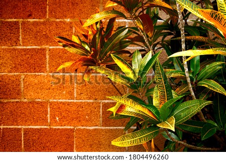 The plant is leaf yellow Royalty-Free Stock Photo #1804496260