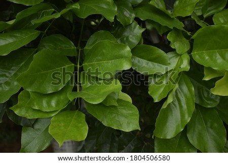 Glowing green leafs. Close up picture.