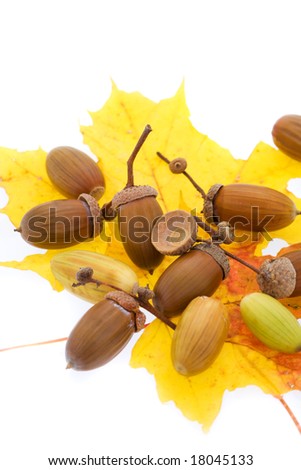 Cropped picture of a set of acorns lying on yellow maple leaf isolated