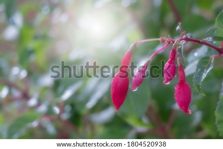 image of Fuchsia flowering plants that consists mostly of shrubs or small trees with sun light background.  