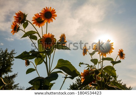 Backlit wide angle image of fully grown sunflower (Helianthus) plants in a farm. Image features multiple flowers facing away from sun while sunlight, through clouds is coming from behind.