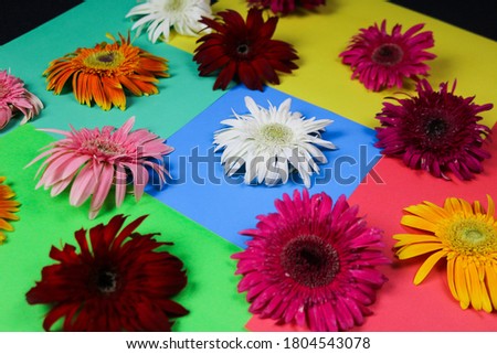 Flower composition & beautiful blooming fresh gerbera daisy flowers isolated on colorful paper background.