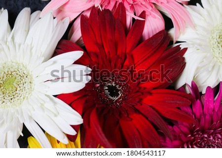 Flower composition & beautiful blooming fresh gerbera daisy flowers.
