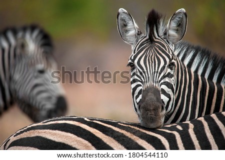 Plains Zebra photographed in South Africa 