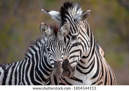 Plains Zebra photographed in South Africa  Royalty-Free Stock Photo #1804544113