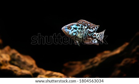 electric blue jack dempsey cichlid fish - Aquarium set up against blurry background. selective focus