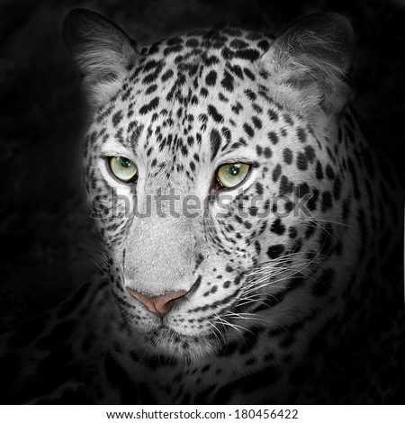 Headshot of jaguar portrait