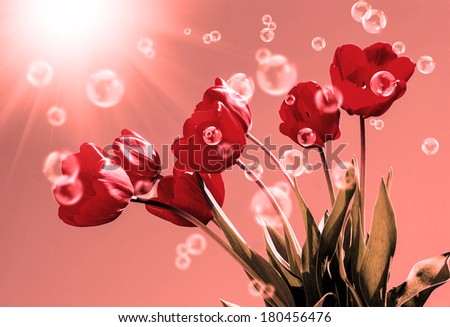 Bouquet beautiful red tulips.Floral card