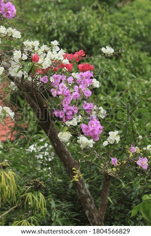 pretty flowers at garden with beautiful multicolor picture.