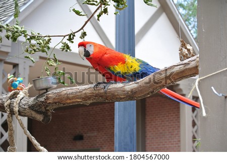 Close up photo of Parrots - Henry Doorly Zoo - Omaha Nebraska