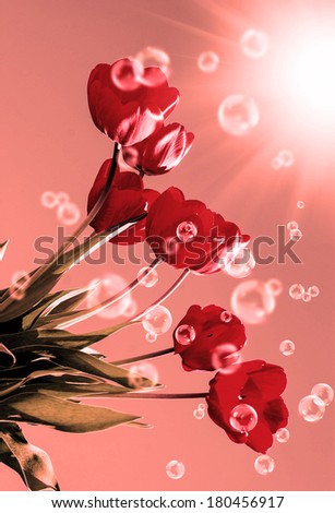 Bouquet beautiful red tulip.Spring Nature
