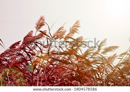 Autumn background - lake reeds with panicles of seeds. Coastal landscape.