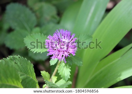 A blooming of purple flower and the leaves