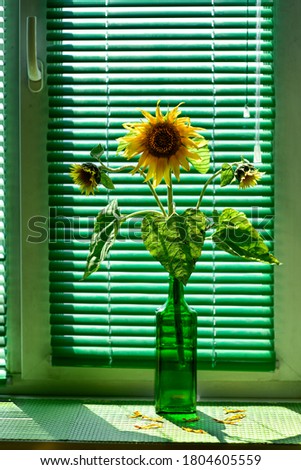 Interior. Sunflower in a green glass bottle on a windowsill against a background of green blinds. Sunlight from behind, backlight. Background.