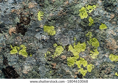 Moss and lichen on rocks in the mountains. Flora of the Carpathians. Yellowed grass in autumn. Moss, fungus on a stone close-up