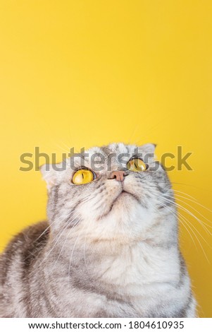Portrait of a gray in black striped Scottish Fold cat with yellow eyes close-up on a yellow background. Cute funny curious pet.