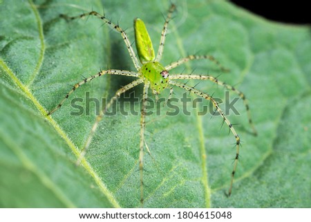 Green Lynx Spider on a green leaf
