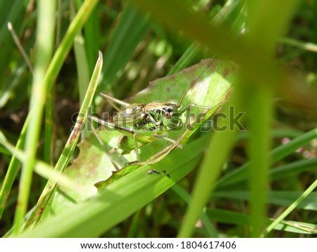 green grasshopper in green grass on a sunny summer day