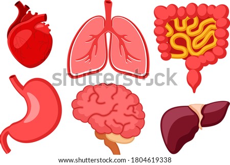 Set of human internal organs on white background