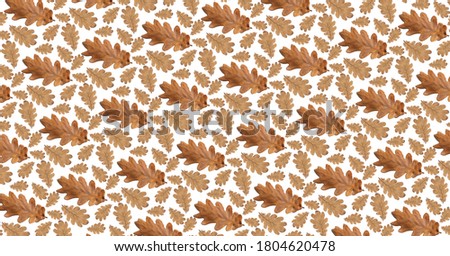 Pattern old dry yellow autumn oak leaves on a white background. Autumn backdrop.