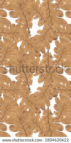 Pattern old dry yellow autumn oak leaves on a white background. Autumn backdrop.