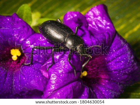 This close up image shows a black Darkling beetle (Tenebrionidae) insect climbing on purple flowers with greenery in the background.