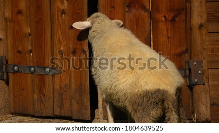 White sheep near the wooden sheepfold at a farm Royalty-Free Stock Photo #1804639525