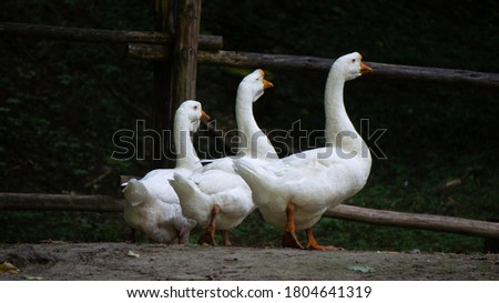 Picture of the white geese taken at a farm