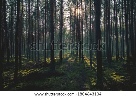 Mysterious pine forest at dawn. 