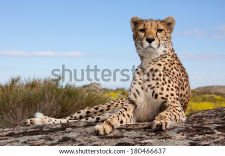 lieing cheetah Royalty-Free Stock Photo #180466637