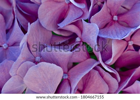  beautiful bouquet of purple geranium during blooming                              