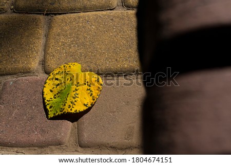 Yellow autumn leaf of heart shape lies on paving stones in the park. A leaf fell from a foxglove tree Paulownia Tomentosa, also known as Princess tree. Autumn romance theme.