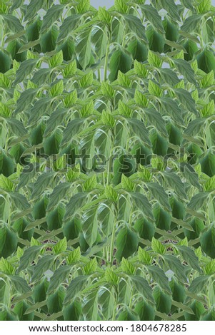 Patterns of plants overlapping each other create an abstract background.