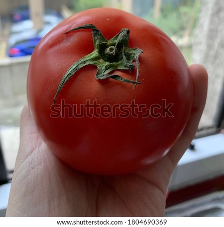 Organic tomato in kitchen by window