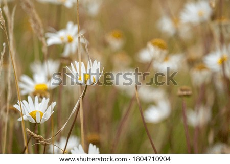 Beautiful white and yellow daisies wildflowers in a meadow