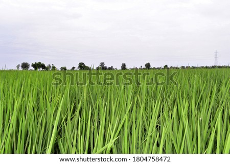 Raw crops of paddy growing in the field