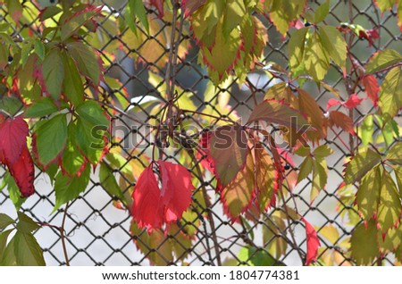 Multicolored leaves of wild grape along the grid fence. Autumn background. Selective focus
