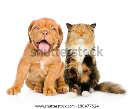 Bordeaux puppy dog and happy cat in front. isolated on white background Royalty-Free Stock Photo #180477524