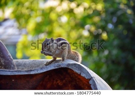 Indian three-striped palm squirrel isolated on green blur background