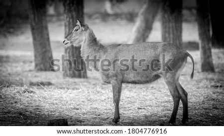 Isolated close up of a mature female water-buck