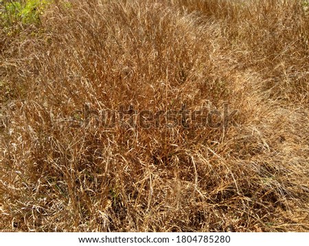 Dry grass with a natural background