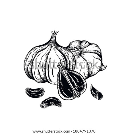 Illustration of black fermented garlic with hatching. Product for health and longevity. Useful seasoning for Asian dishes. Natural sweetener. Vector engraved element for menu, recipes and your design