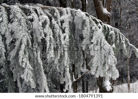 Trees under snow on the mountain Pohorje, Slovenia