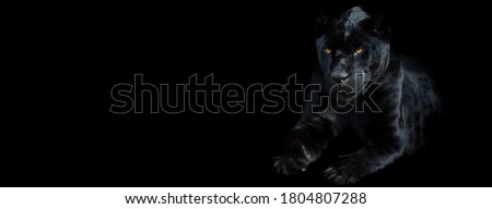 Template of a black panther with a black background Royalty-Free Stock Photo #1804807288