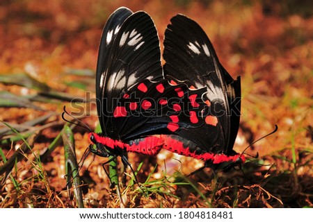 This is a picture of a  butterfly.