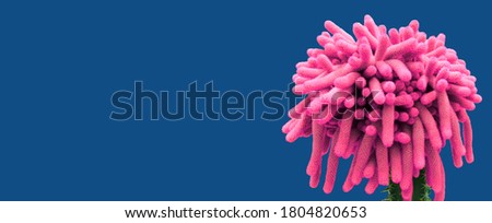 Pink Cactus plant on blue background isolated. Unusual pink succulent cactus in trendy blue colour. Tropical fluffy pink succulent cactus flower leaves modern fashion, blue background - creative idea