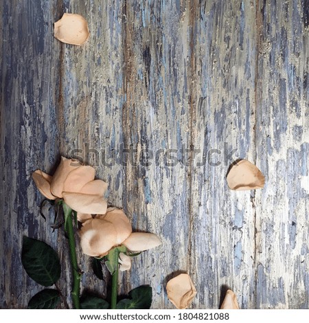 Dried roses on textured background