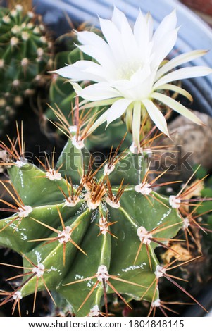 Beautiful blooming wild desert cactus flowers, closeup,selective focus