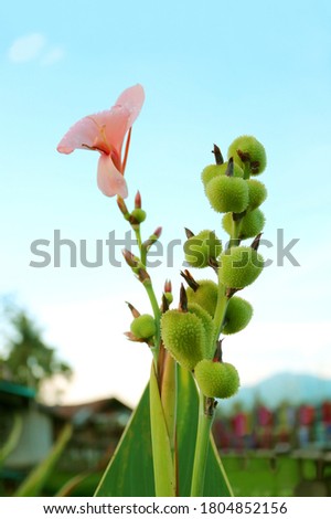 Coral Pink Canna Lily Blooming Flowers with Bunch of Vibrant Green Buds